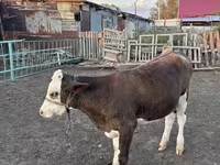 Sigir, Russian Black pied cattle — 4-rasm