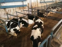 Bulle, Holstein-Rasse — Foto 6