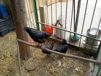 Chickens — foto 7