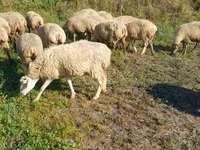 Қой, Karabakh sheep — 1-сурет