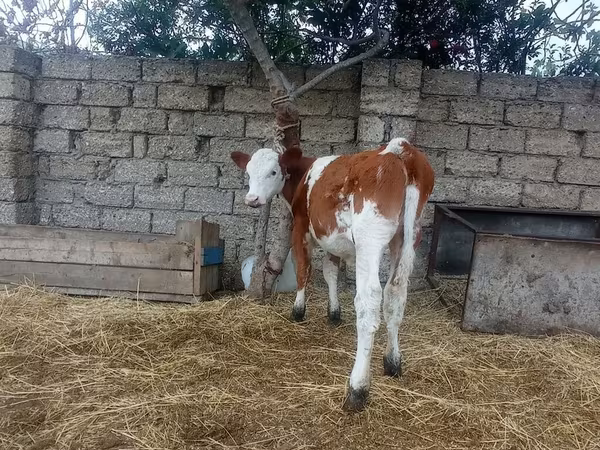 İnək, Simmental cattle