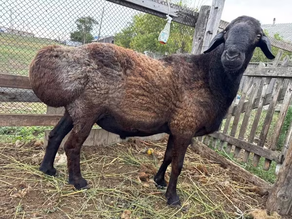 公羊, Hissar sheep