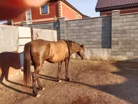 Caballo, Kazakh horse — foto 2