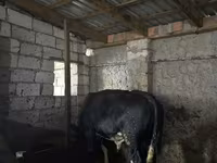 सांड, मवेशी — फ़ोटो 2