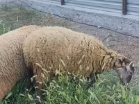 公羊, Sheep — 照片 4