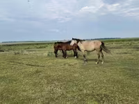 Horse (M), Horses — photo 2