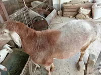 كبش, Arashan sheep — الصورة 1