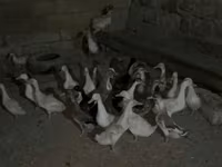 Geese — الصورة 6