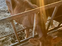 بقرة, Simmental cattle — الصورة 6