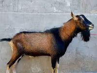 Dişi keçi, Alpine goat — foto 3