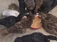 Chickens — 1-rasm