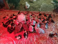 Ducks — الصورة 4