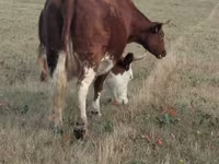 Cow, Hereford — photo 4