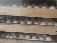 Australorp — foto 2