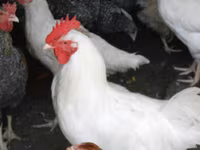 Chickens — 3-сурет