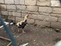 Chickens — Foto 2