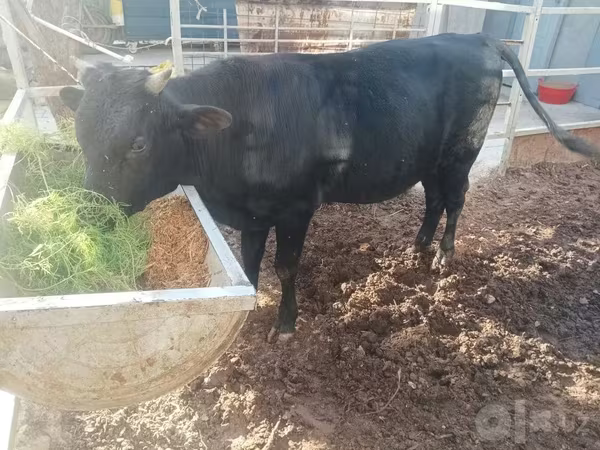 公牛, Cattle