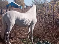 Mare, Orlov Trotter — photo 3