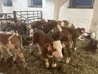 ثور, Simmental cattle — الصورة 3