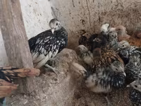 Chickens — 1-сурет