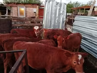 Kuh, Simmental cattle — Foto 5