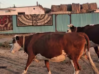 Kuh, Latvian Blue cattle — Foto 1
