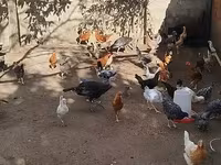 Chickens — Foto 4