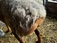 मेढ़ा, Arashan sheep — फ़ोटो 3