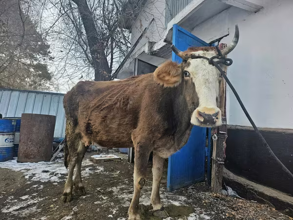 Cow, Cattle