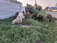 Cabro, Cabras — foto 4