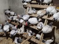 Chickens — Foto 2