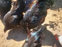 Gallo de pelea de fosa australiano — foto 5