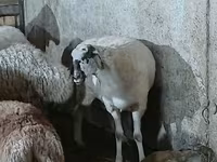 Қой, Қойлар — 3-сурет