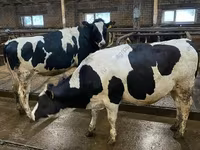Vaca, Raza Holstein — foto 1