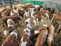 ثور, Simmental cattle — الصورة 2