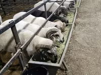 公羊, Sheep — 照片 2