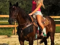 Кобила, Quarter Horse — фото 8