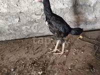 Chickens — 3-сурет