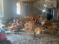 Chickens — 4-сурет