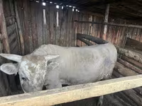 Toro, Simmental cattle — foto 2