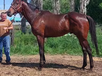 Hengst, Thoroughbred horse — Foto 6