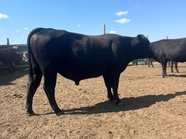 Bulle, Aberdeen-Angus