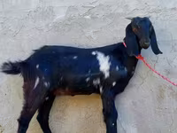 Ziege, Beetal goats — Foto 3