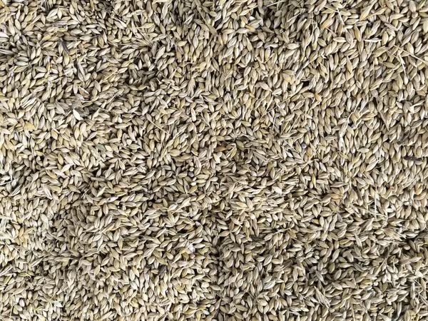 Arpa satılır tonu 350 AZN.
dəmyə suvarma deyil 200 ton var