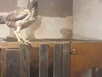 Chickens — 2-сурет