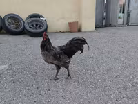 Australorp — 4-rasm
