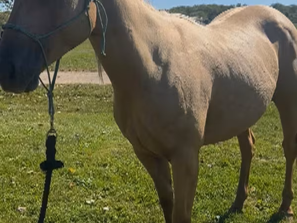 Stute, Quarter Horse