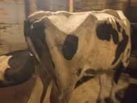 母牛, Holstein breed — 照片 3