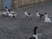 Geese — photo 1