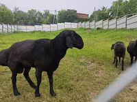 मेढ़ा, Hissar sheep — फ़ोटो 3